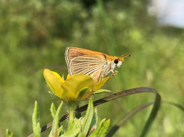 Michigan Nature Association and International Partners Help Conserve Rare Butterfly 